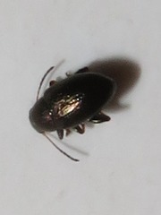 Chaetocnema hortensis