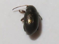 Chaetocnema hortensis