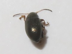 Chaetocnema hortensis