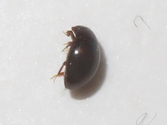 Megasternum concinnum