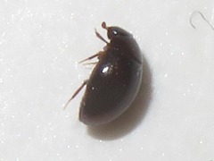 Megasternum concinnum