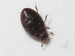 Megasternum concinnum