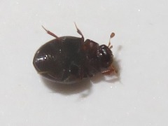 Megasternum concinnum