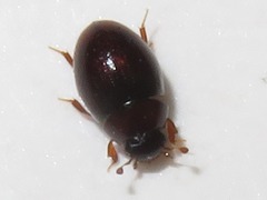 Megasternum concinnum