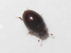 Megasternum concinnum