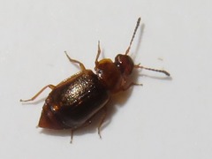 Anthobium unicolor