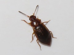 Anthobium unicolor