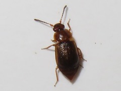 Anthobium unicolor