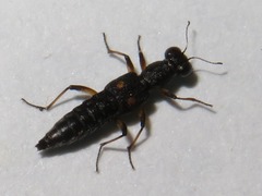 Stenus bimaculatus