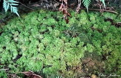 Sphagnum cristatum