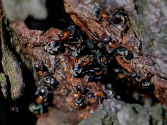 Liometopum microcephalum