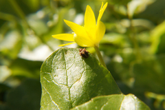 Lignyodes enucleator