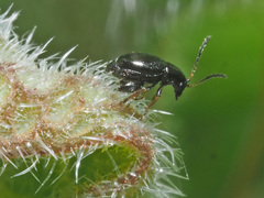 Longitarsus anchusae