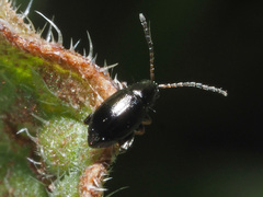 Longitarsus anchusae