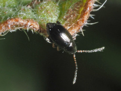 Longitarsus anchusae