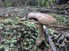 Fistulinella viscida