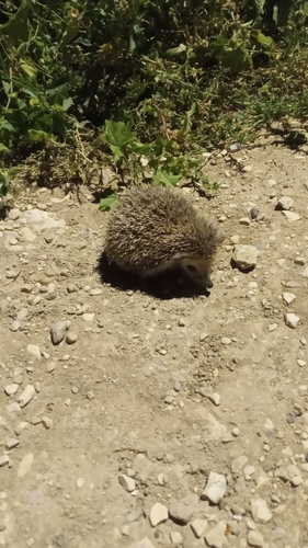 Long-eared Hedgehog
