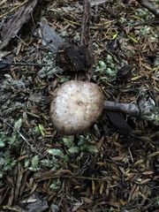 Fistulinella viscida