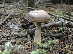 Fistulinella viscida