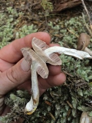 Fistulinella viscida