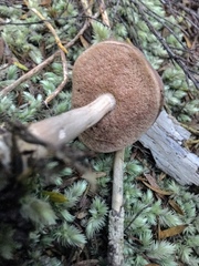 Fistulinella viscida