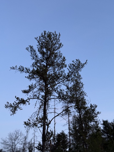 Jack pine