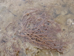 Gracilaria chilensis