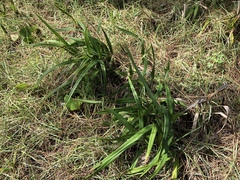 Dianella congesta