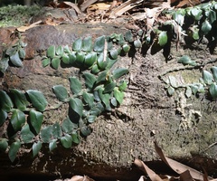 Rhaphidophora