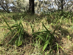 Dianella congesta
