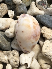 Lyncina lynx