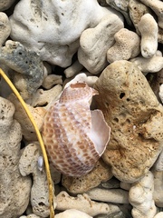 Tonna perdix