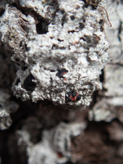 Mycoblastus sanguinarius