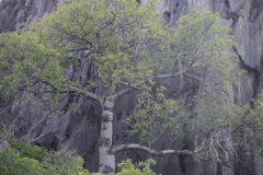 Brachychiton australis