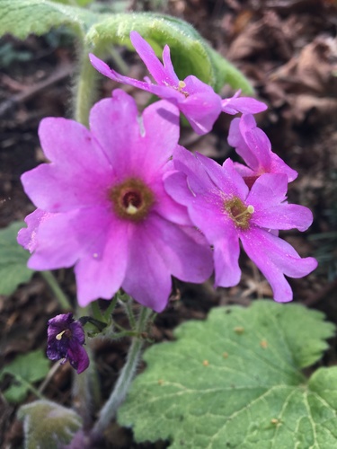 Primula kisoana iNat (2)