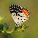 Indian Red Pierrot - Photo (c) makarandsaraf, some rights reserved (CC BY-NC), uploaded by makarandsaraf