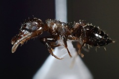 Crematogaster lineolata