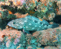 Coral Rockcod photo 4