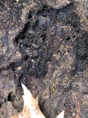 Crematogaster lineolata