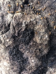 Crematogaster lineolata