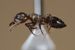 Crematogaster lineolata