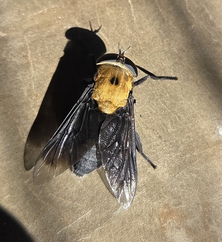 Hippo Fly