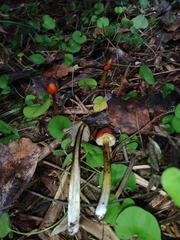 Hygrocybe