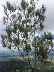 Allocasuarina inophloia