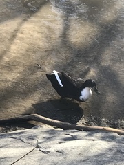 Anas platyrhynchos domesticus
