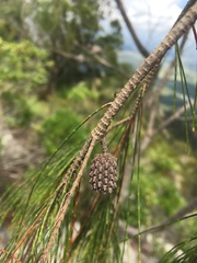 Allocasuarina inophloia