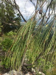 Allocasuarina inophloia