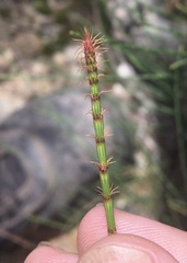 Allocasuarina inophloia