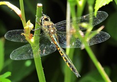 Hemicordulia armstrongi