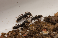 Ectomomyrmex leeuwenhoeki